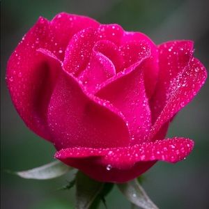 Meet your Posher, Yecenia